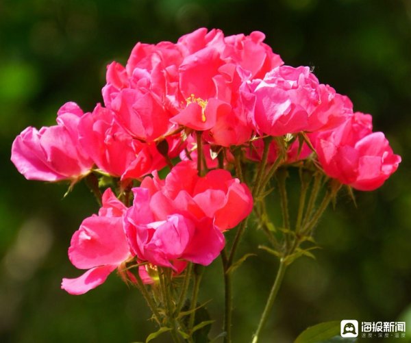 V交易网 【散文-影像】五月花争妍    嘉园悠闲情